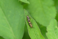 Eretmocera impactella