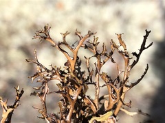 Cetraria ericetorum