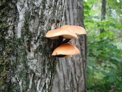 Flammulina velutipes