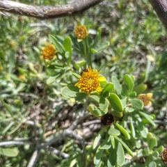 Borrichia arborescens