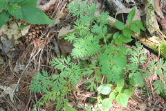 Capnoides sempervirens