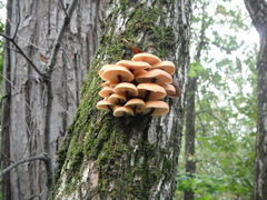 Flammulina velutipes