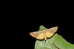 Cotachena