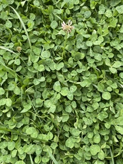 Trifolium repens