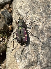 Cicindela limbalis