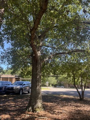 Quercus laurifolia