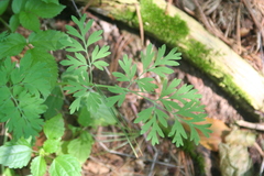 Capnoides sempervirens