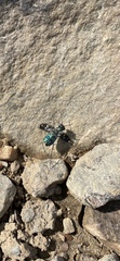 Cicindela limbalis