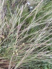 Diplachne fusca