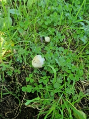 Leratiomyces percevalii