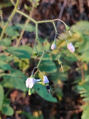Solanum lyratum