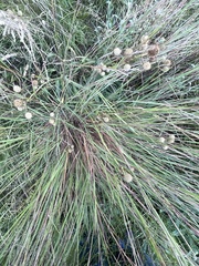 Diplachne fusca