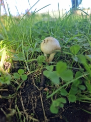 Leratiomyces percevalii