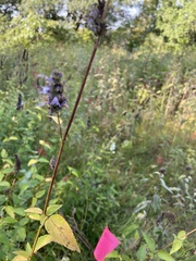 Agastache