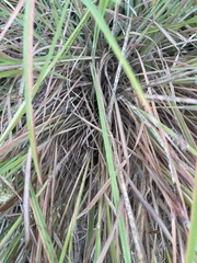 Diplachne fusca