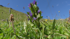 Gentianella campestris