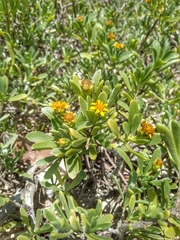 Borrichia arborescens