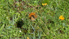 Boloria