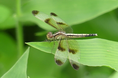 Neurothemis tullia