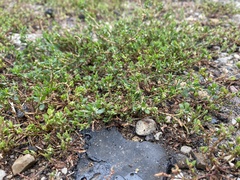 Polygonum aviculare