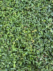 Trachelospermum