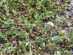 Polygonum aviculare