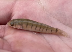 Fundulus majalis