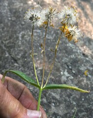 Arnica lanceolata