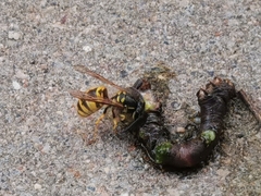 Vespula vulgaris