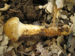 Cortinarius trivialis