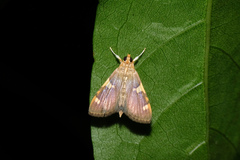 Rehimena phrynealis