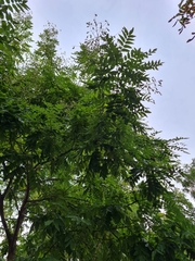 Styphnolobium japonicum