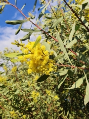 Acacia rubida