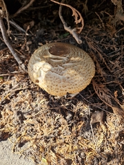 Agaricus