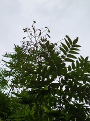Styphnolobium japonicum