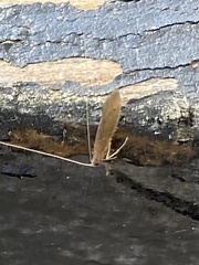 Oecetis