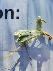 Baileya pleniradiata