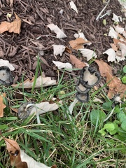Coprinopsis