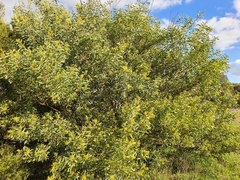 Acacia rubida