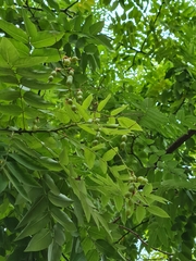 Styphnolobium japonicum
