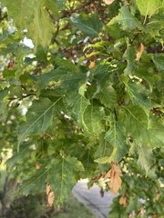 Acer ginnala
