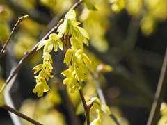 Corylopsis spicata