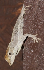 Anolis cusuco