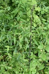 Hemidesmus indicus