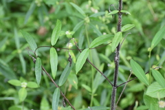Hemidesmus indicus