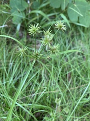 Cyperus croceus