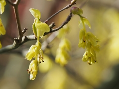 Corylopsis spicata