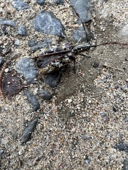 Monochamus marmorator