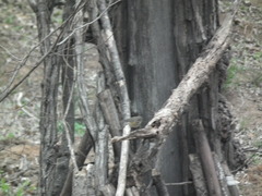 Tarsiger cyanurus