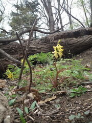 Corydalis pallida